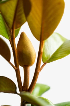 Teddy Bear Southern Magnolia -The Tree Center Store Teddy Bear Southern Magnolia 7G 05 copy 600x900 1