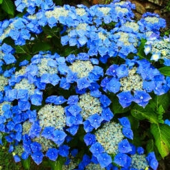 Teller Blue Hydrangea -The Tree Center Store Teller Blue Hydrangea 1 600x600 1