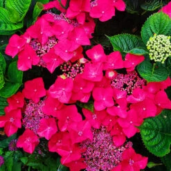 Teller Red Hydrangea