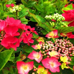 Teller Red Hydrangea -The Tree Center Store Teller Red Hydrangea 3 600x600 1