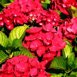 Teller Red Hydrangea -The Tree Center Store Teller Red Hydrangea 4 600x600 1