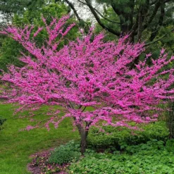 Texas Redbud Tree 6 Texas Redbud Tree -The Tree Center Store Texas Redbud Tree 2 copy 600x600 1