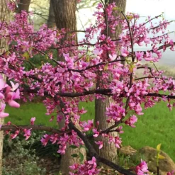 Texas Redbud Tree