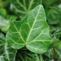 Thorndale Ladder English Ivy