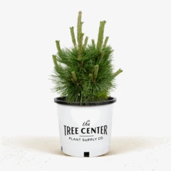 Thunderhead Pine -The Tree Center Store Thunderhead Pine 5G 01 1 600x600 1