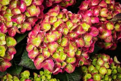 Tilt-A-Swirl Hydrangea -The Tree Center Store Tilt A Swirl Hydrangea 2 copy 600x400 1