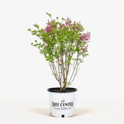Tinkerbelle Lilac -The Tree Center Store Tinkerbelle Lilac 2G 01 1 600x600 1