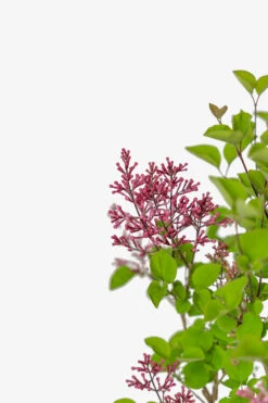 Tinkerbelle Lilac -The Tree Center Store Tinkerbelle Lilac 2G 03 copy 600x900 1