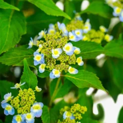 Tiny Tuff Stuff™ Mountain Hydrangea -The Tree Center Store Tiny Tuff Stuff Hydrangea 3G 02 copy 600x600 1