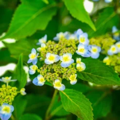 Tiny Tuff Stuff™ Mountain Hydrangea -The Tree Center Store Tiny Tuff Stuff Hydrangea 3G 03 copy 600x600 1