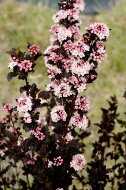 Tiny Wine® Ninebark