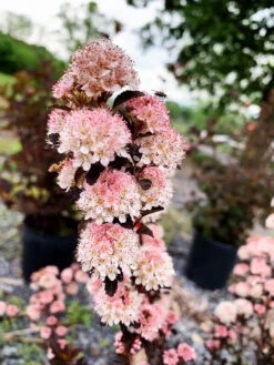 Tiny Wine® Ninebark -The Tree Center Store Tiny Wine Ninebark 2 copy 600x800 1