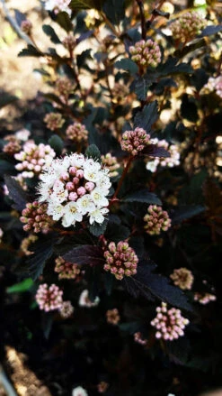 Tiny Wine® Ninebark -The Tree Center Store Tiny Wine Ninebark 3 copy 600x1067 1