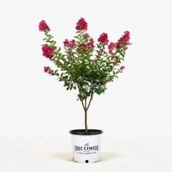 Tonto Crape Myrtle -The Tree Center Store Tonto Crape Myrtle 7G 01 1 600x600 1