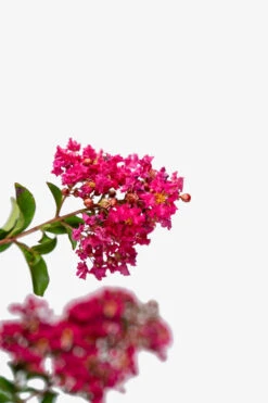 Tonto Crape Myrtle -The Tree Center Store Tonto Crape Myrtle 7G 02 600x900 1