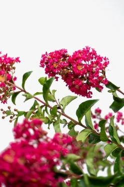 Tonto Crape Myrtle -The Tree Center Store Tonto Crape Myrtle 7G 03 600x900 1
