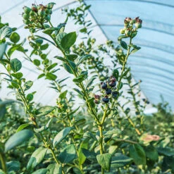 Top Hat Blueberry -The Tree Center Store Top Hat Blueberry 3 copy 600x600 1