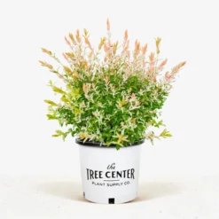 Tri Color Dappled Willow