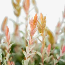 Tri Color Dappled Willow -The Tree Center Store Tri Colored Dappled Willow 5G 02 copy 600x600 1