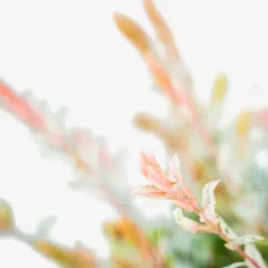 Tri Color Dappled Willow -The Tree Center Store Tri Colored Dappled Willow 5G 04 copy 600x600 1