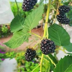 Triple Crown Blackberry -The Tree Center Store Triple Crown Blackberry 3 copy 600x600 1