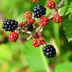 Triple Crown Blackberry -The Tree Center Store Triple Crown Blackberry 4 copy jpg webp