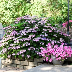 Tuff Stuff® Reblooming Mountain Hydrangea -The Tree Center Store Tuff Stuff Reblooming Mountain Hydrangea 1 600x600 1