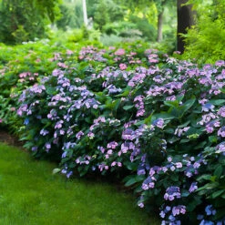 Tuff Stuff® Reblooming Mountain Hydrangea -The Tree Center Store Tuff Stuff Reblooming Mountain Hydrangea 3 600x600 1