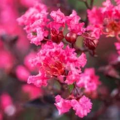 Twilight Magic™ Crape Myrtle 6 Twilight Magic™ Crape Myrtle -The Tree Center Store Twilight Magic Crape Myrtle 2 copy jpg webp