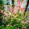 Twilight Nandina