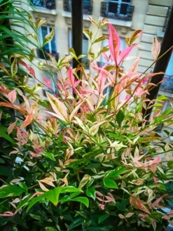 Twilight Nandina