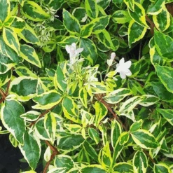 Twist Of Lime Abelia -The Tree Center Store Twist of Lime Abelia 3