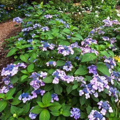 Twist-n-Shout® Hydrangea
