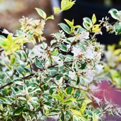 Twist Of Lemon Abelia -The Tree Center Store Twist Of Lemon Abelia 1 copy jpg