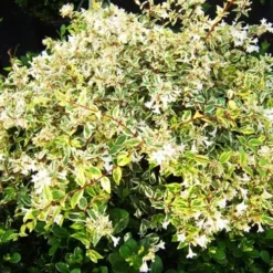 Twist Of Lemon Abelia -The Tree Center Store Twist Of Lemon Abelia 4 copy jpg webp