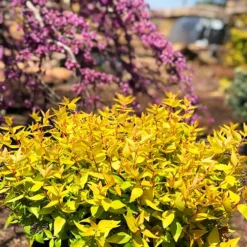 Twist Of Mango™ Abelia