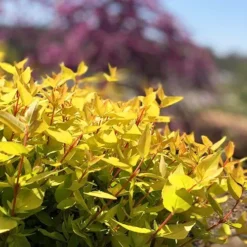 Twist Of Mango™ Abelia -The Tree Center Store Twist Of Mango Abelia 2 copy jpg webp