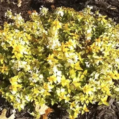 Twist Of Mango™ Abelia -The Tree Center Store Twist Of Mango Abelia 4 copy jpg webp