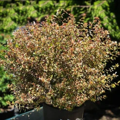 Twist Of Orange Abelia -The Tree Center Store Twist Of Orange Abelia 1 copy 600x600 1