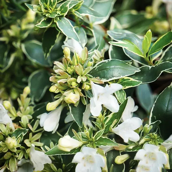 Twist Of Vanilla Abelia 2 Twist Of Vanilla Abelia - Image 2