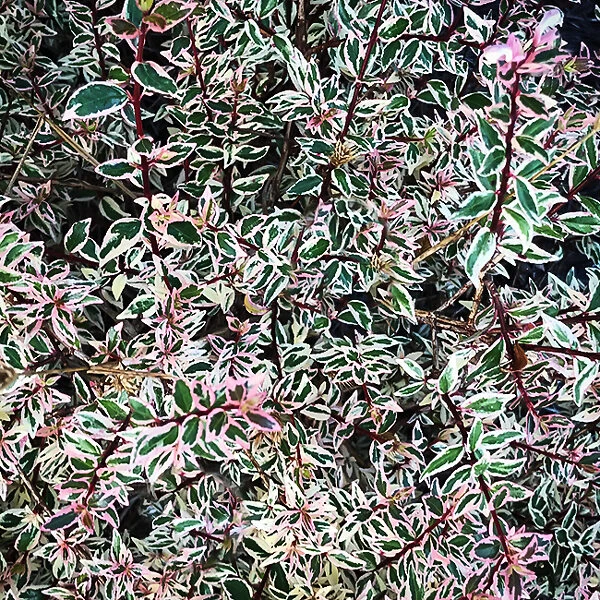 Twist Of Vanilla Abelia 1 Twist Of Vanilla Abelia