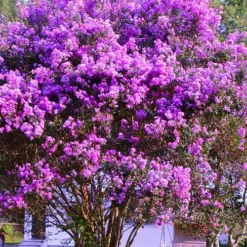 Twilight Crape Myrtle 6 Twilight Crape Myrtle -The Tree Center Store Twlight Crape Myrtle 4 copy jpg