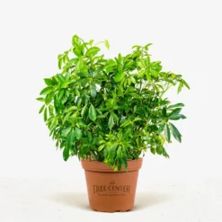 Umbrella Tree -The Tree Center Store Umbrella Tree 3G 01 jpg 600x600 1