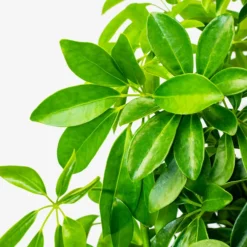 Umbrella Tree -The Tree Center Store Umbrella Tree 3G 05 copy 600x600 1