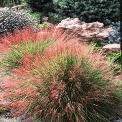 Undaunted Red Muhly Grass