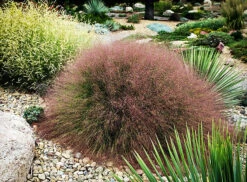 Undaunted Red Muhly Grass 5 Undaunted Red Muhly Grass -The Tree Center Store Undaunted Red Muhly Grass 2 copy 600x441 1