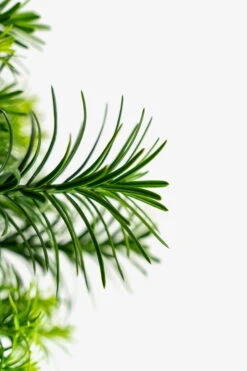 Upright Japanese Plum Yew -The Tree Center Store Upright Japanese Yew 3G 05 600x900 1