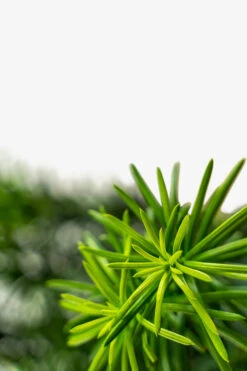 Upright Japanese Plum Yew -The Tree Center Store Upright Japanese Yew 3G 06 600x900 1