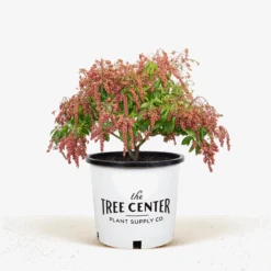 Valley Valentine Pieris -The Tree Center Store Valley Valentine Pieris 5G 01 600x600 1