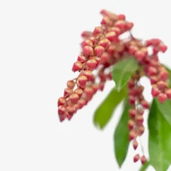 Valley Valentine Pieris